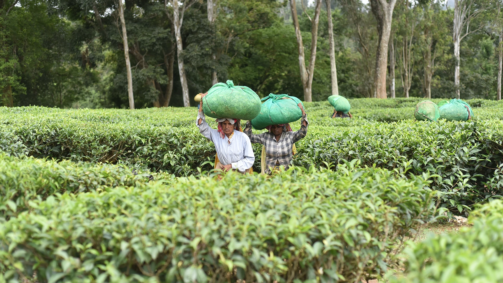 Tea workers carrying freshly plucked green leaf through the tea gardens of the Nilgiris